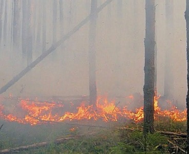 В Тульском регионе вводится противопожарный режим