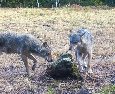 В Тульском регионе волков стало больше, а кабанов меньше