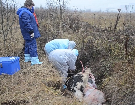 Горе-фермерша из Алексинского района превратила свое хозяйство в ад для животных