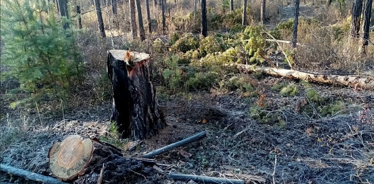 "Малиновая заеска" в Тульской области лишилась деревьев на сумму более чем 8 млн рублей