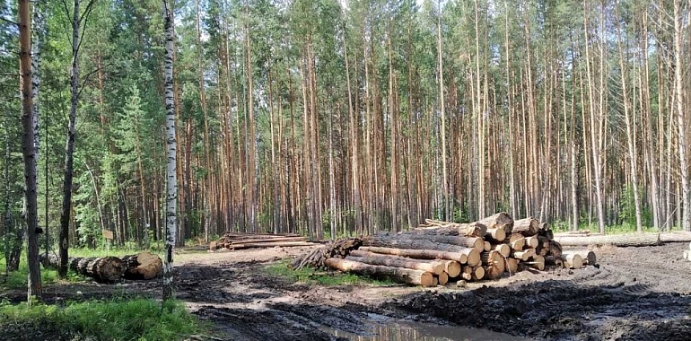 Началась проверка законности вырубки сотен деревьев в Алексинском районе