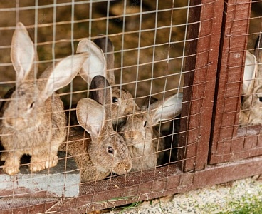 Кур и кроликов разрешили разводить дачникам