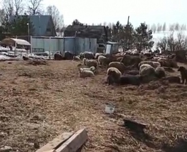 Возбуждено уголовное дело из-за жестокого обращения с домашним скотом в Ленинском районе
