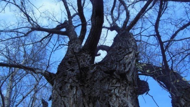 В Киреевске срубят старые деревья только после вмешательства депутата