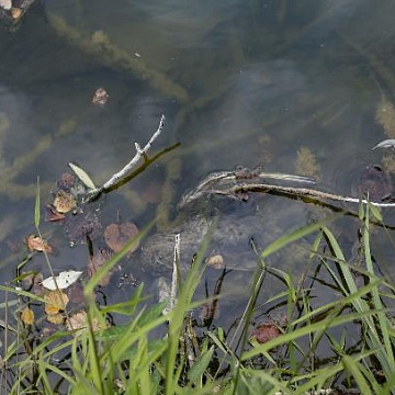 Туляки сообщают о массовой гибели уток в Платоновском парке