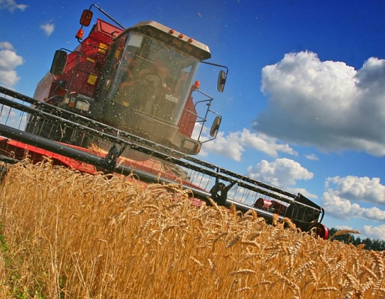 В Тульском регионе регионе потери урожая составили около 70 тысяч га