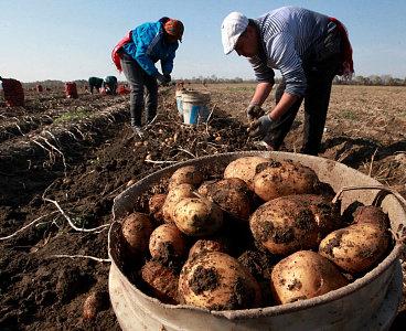 В Тульской области собрали рекордный урожай картофеля
