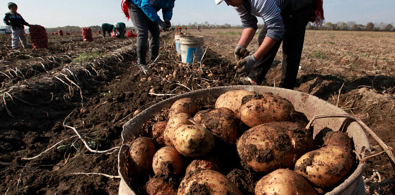 В Тульской области собрали рекордный урожай картофеля