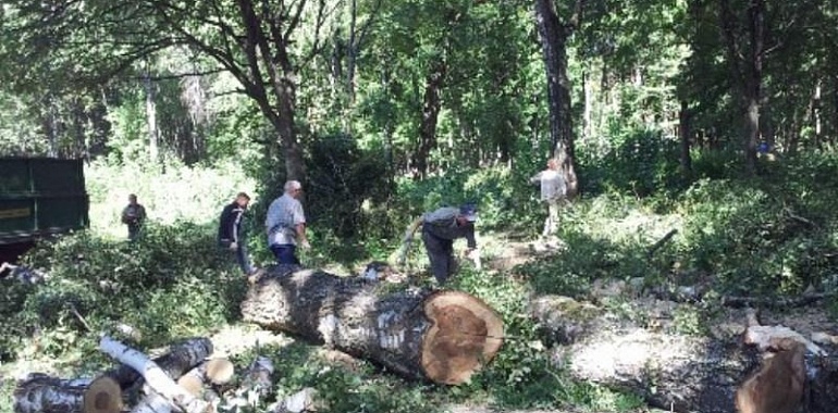 В Рогожинском парке Тулы хотят вырубить более 600 деревьев