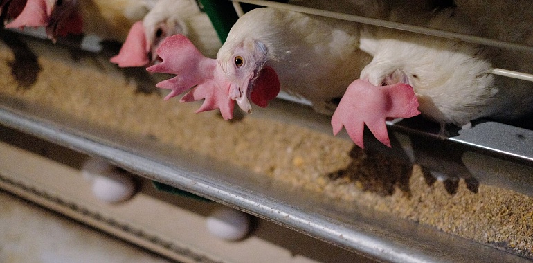 Туляков предупредили о курятине и яйцах с вирусом гриппа «А»