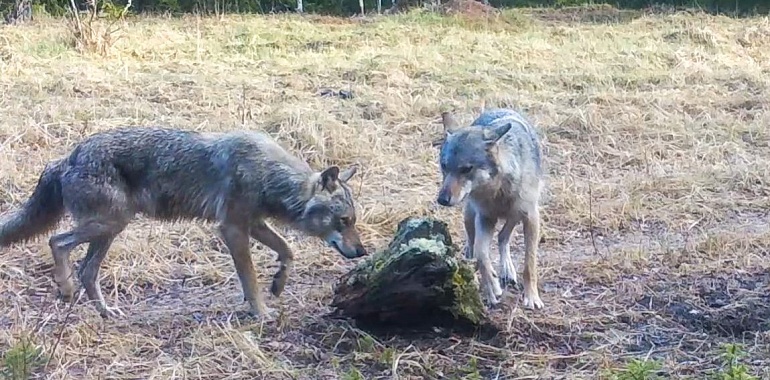В Тульском регионе волков стало больше, а кабанов меньше