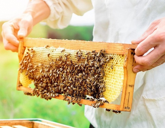 Госдума приняла закон «О пчеловодстве в Российской Федерации»