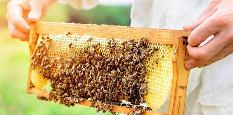 Госдума приняла закон «О пчеловодстве в Российской Федерации»