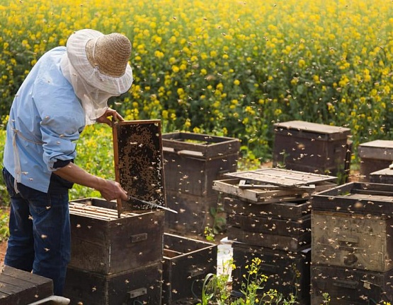 Тульские пчеловоды поблагодарили Геннадия Зюганова и Олега Лебедева за помощь в защите пчёл от бесконтрольного использования пестицидов