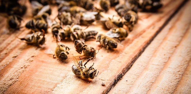 Виновник массовой гибели ефремовских пчёл отштрафован