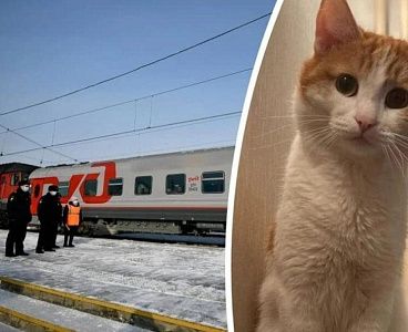РЖД запретит проводникам высаживать животных из поезда