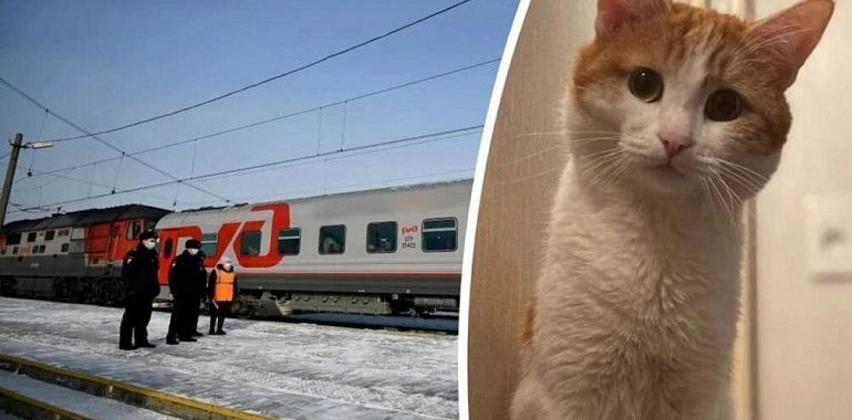 РЖД запретит проводникам высаживать животных из поезда