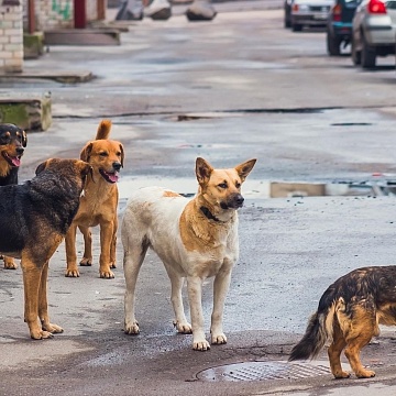 Судьба бездомных собак на совести муниципалитета