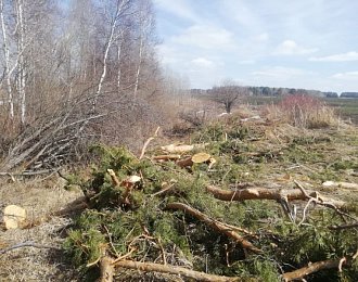 Жители Заокского района незаконно вырубили 12 сосен