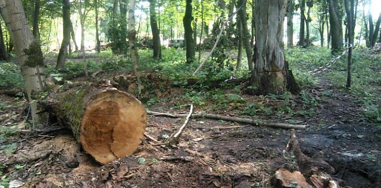 В России запустят общедоступный сайт для контроля за состоянием лесов